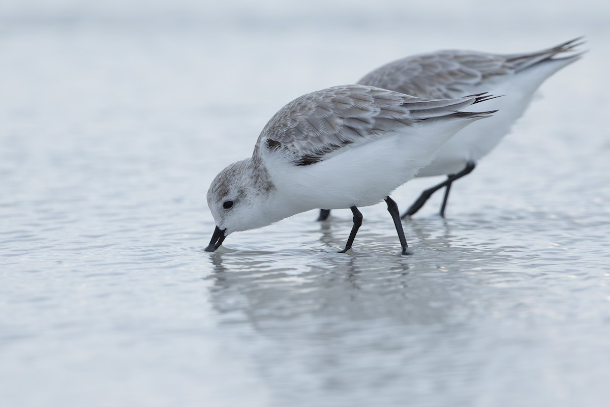 חופית לבנה - ML646654550