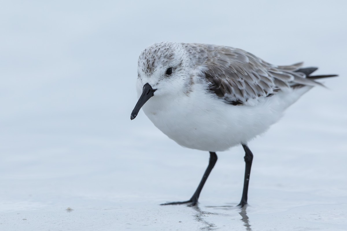Sanderling - ML646654552