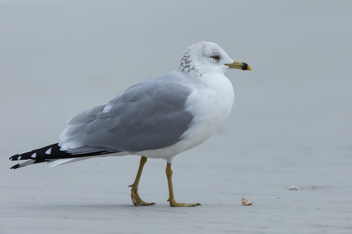 Ringschnabelmöwe - ML646654557