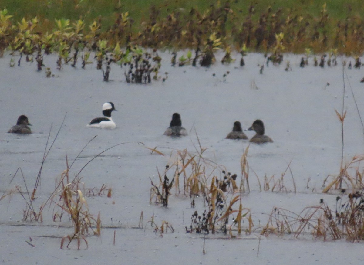 Büffelkopfente - ML646654559