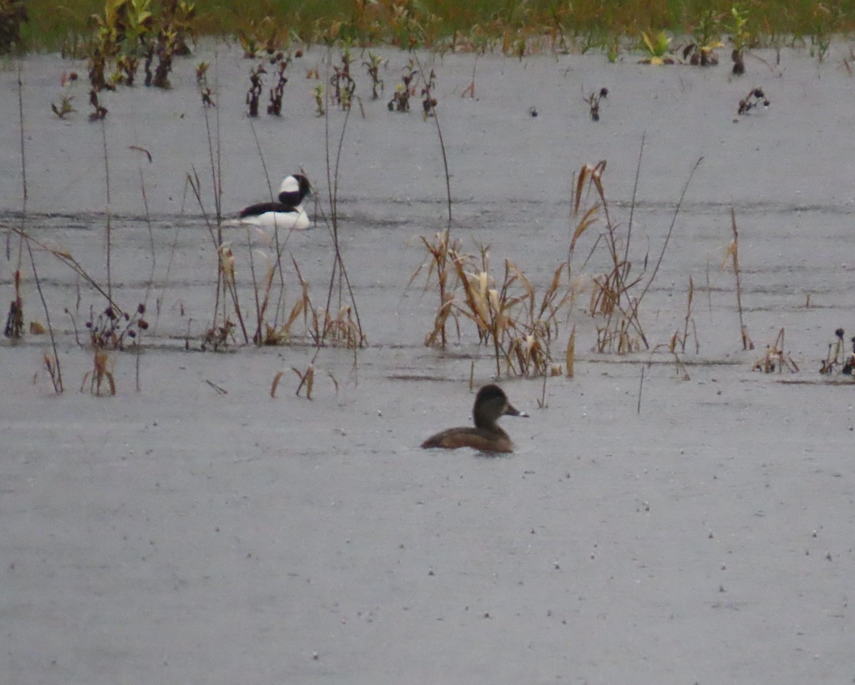 Büffelkopfente - ML646654560