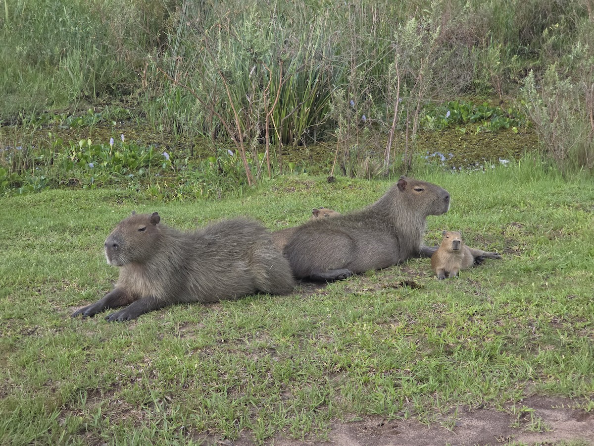 Capybara - ML646654561