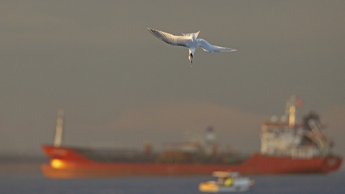 Крячок рябодзьобий - ML646654562