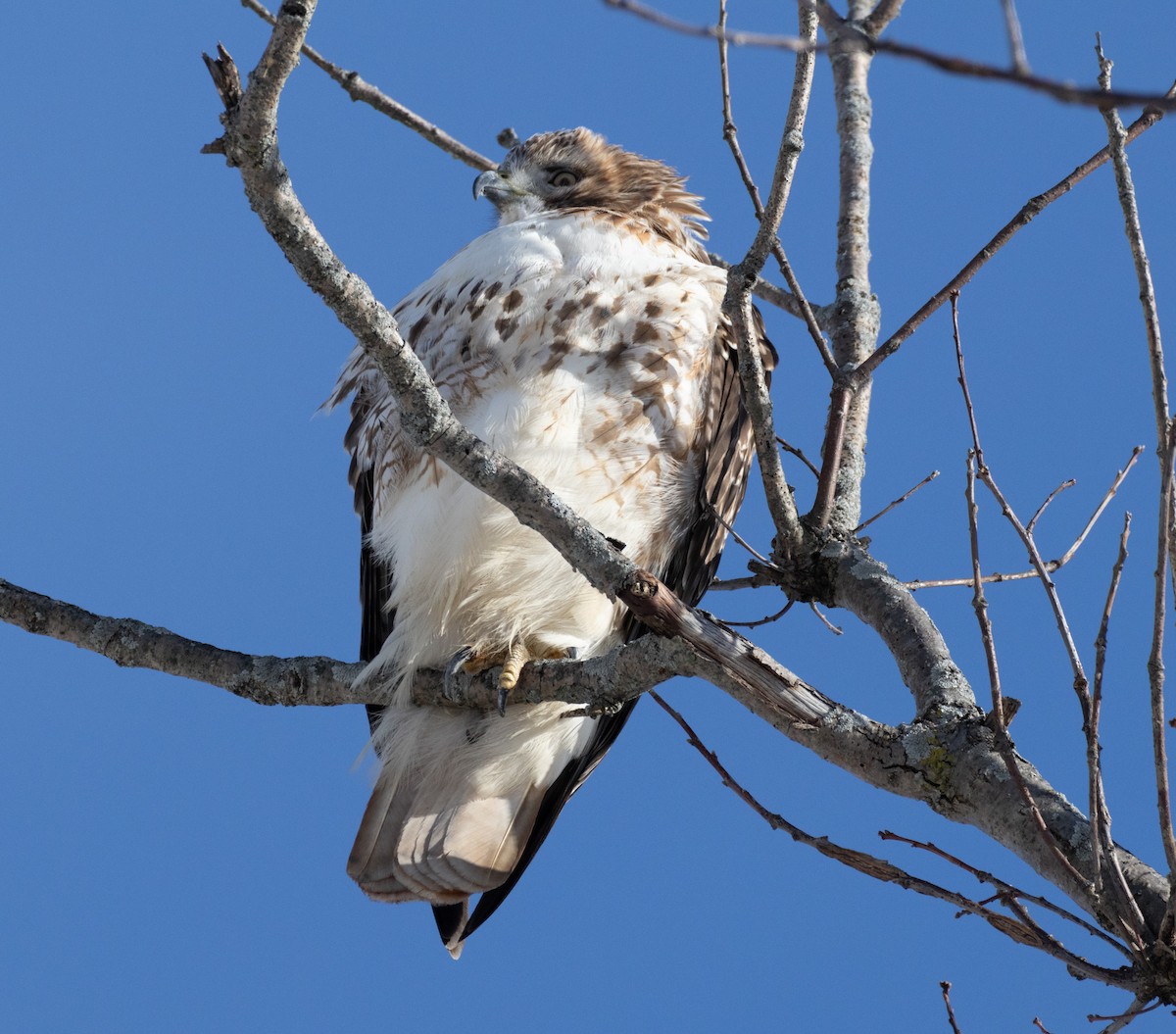 Red-tailed Hawk - ML646654563