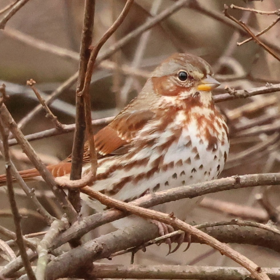 revespurv - ML646654564