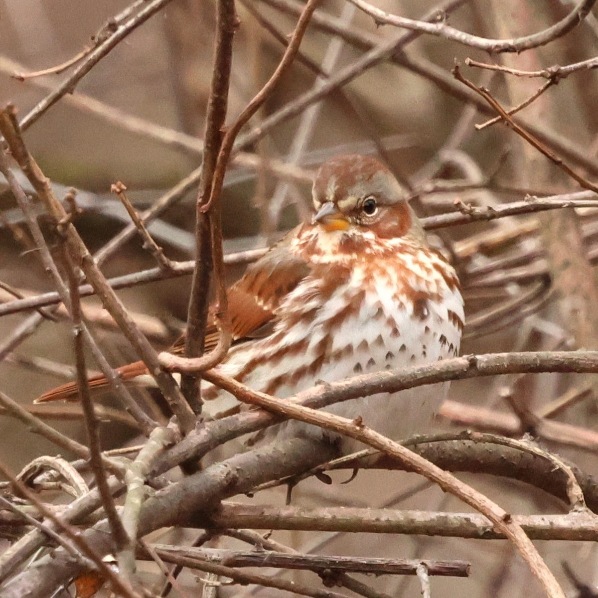 revespurv - ML646654565