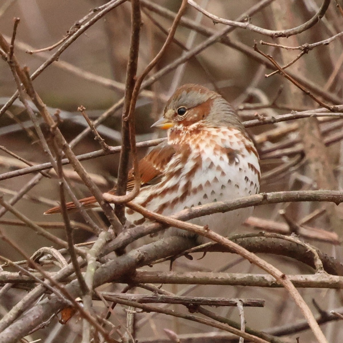 revespurv - ML646654566