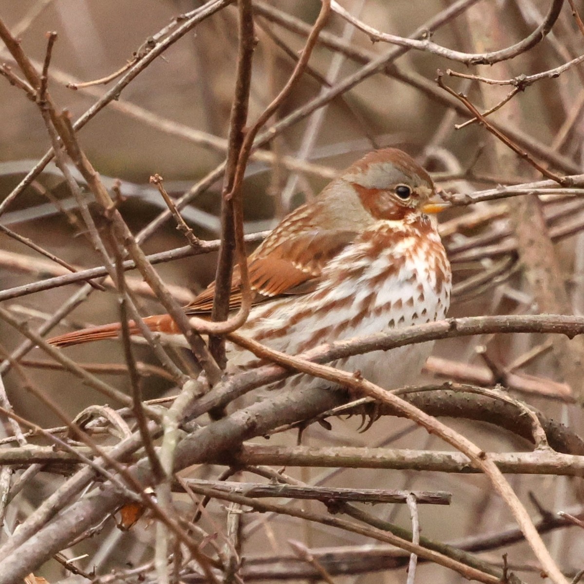 revespurv - ML646654567