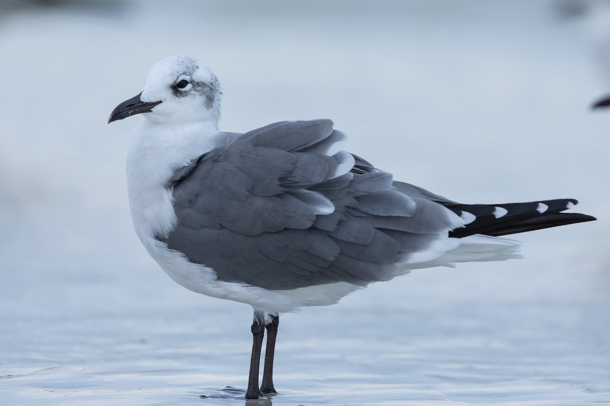 Aztekenmöwe - ML646654568