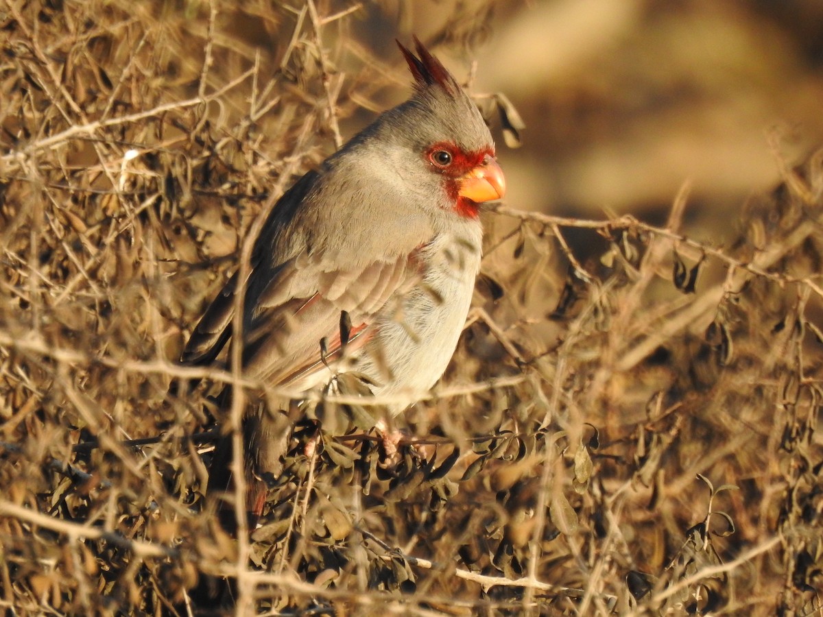Pyrrhuloxia - ML646654570