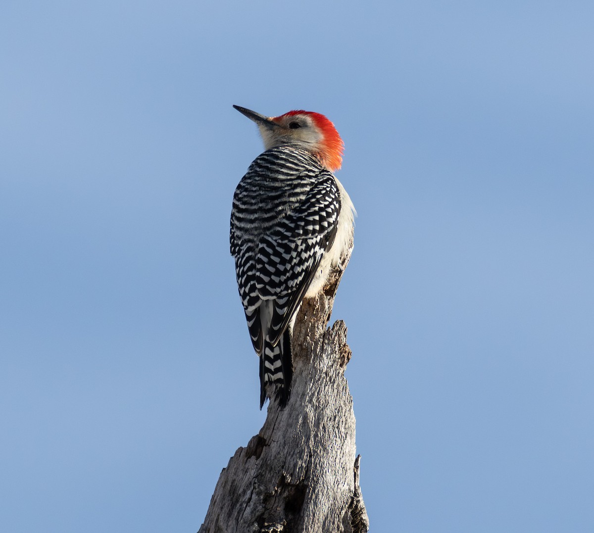 Red-bellied Woodpecker - ML646654571