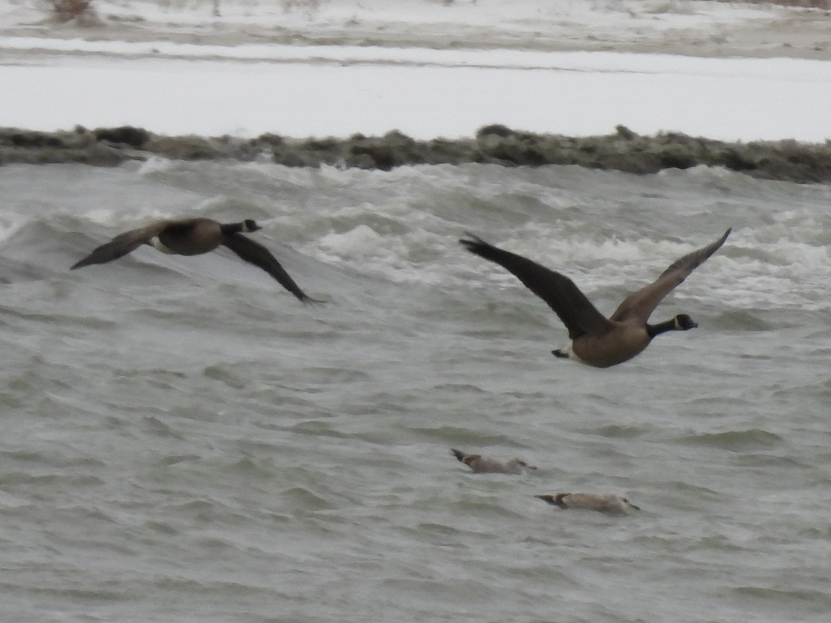 Kanadagans - ML646654572