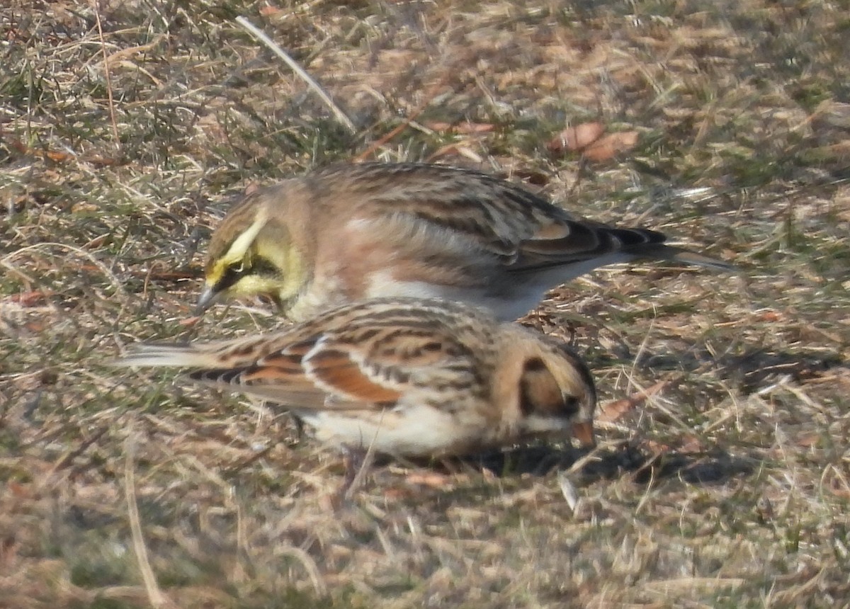 Spornammer - ML646654574