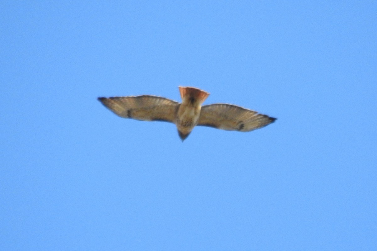 Rotschwanzbussard - ML646654577