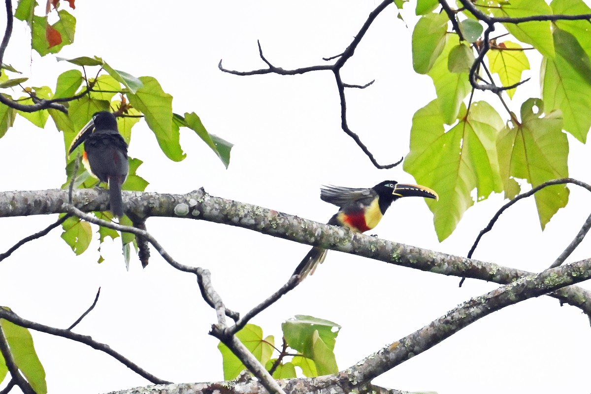 Braunohrarassari - ML646654578