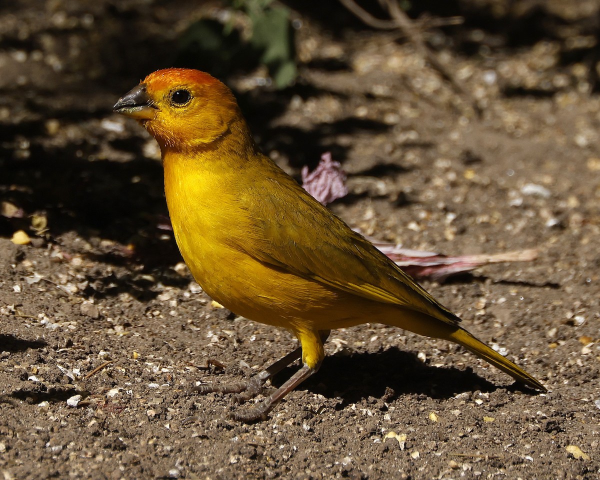 Safrangilbtangare [flaveola-Gruppe] - ML646654579