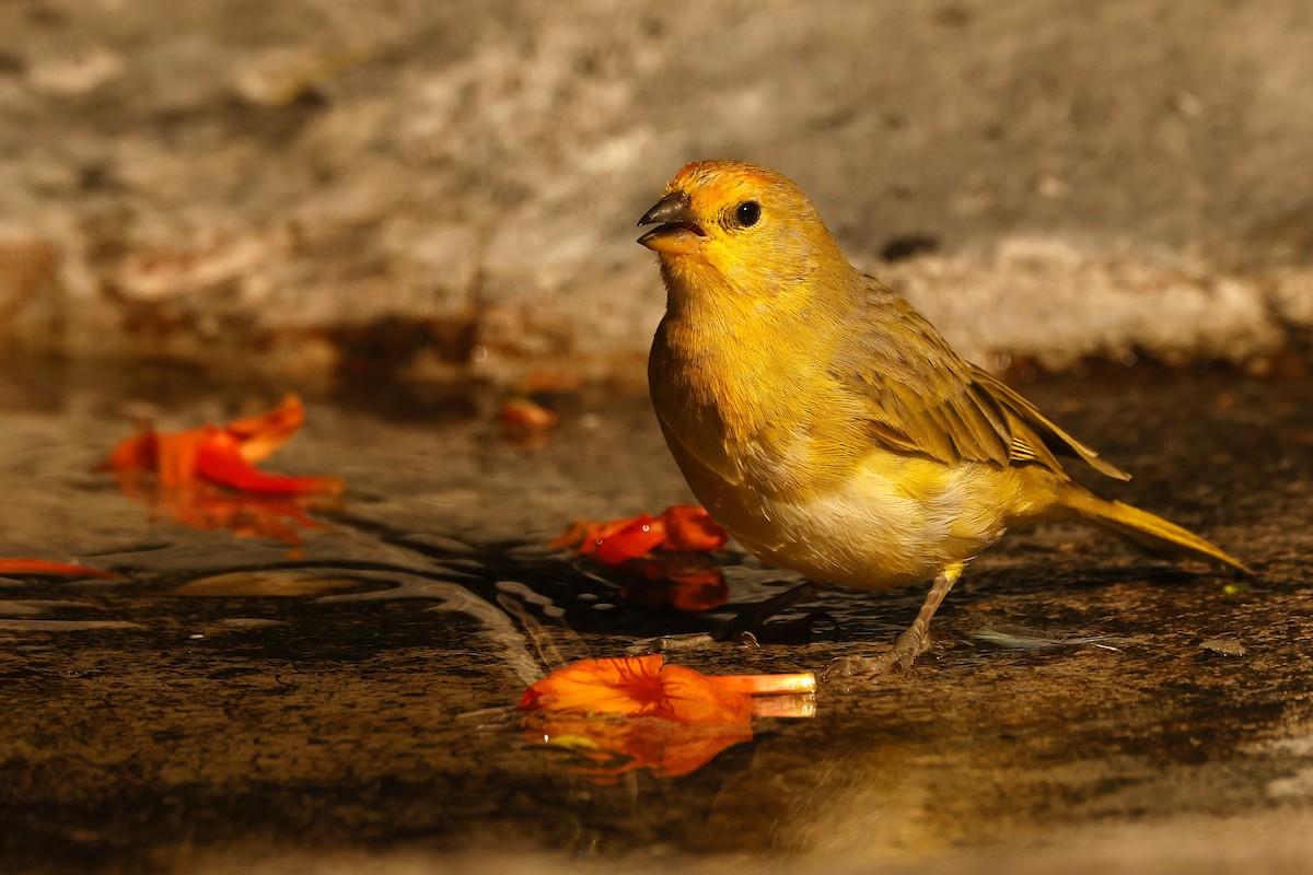 Safrangilbtangare [flaveola-Gruppe] - ML646654580