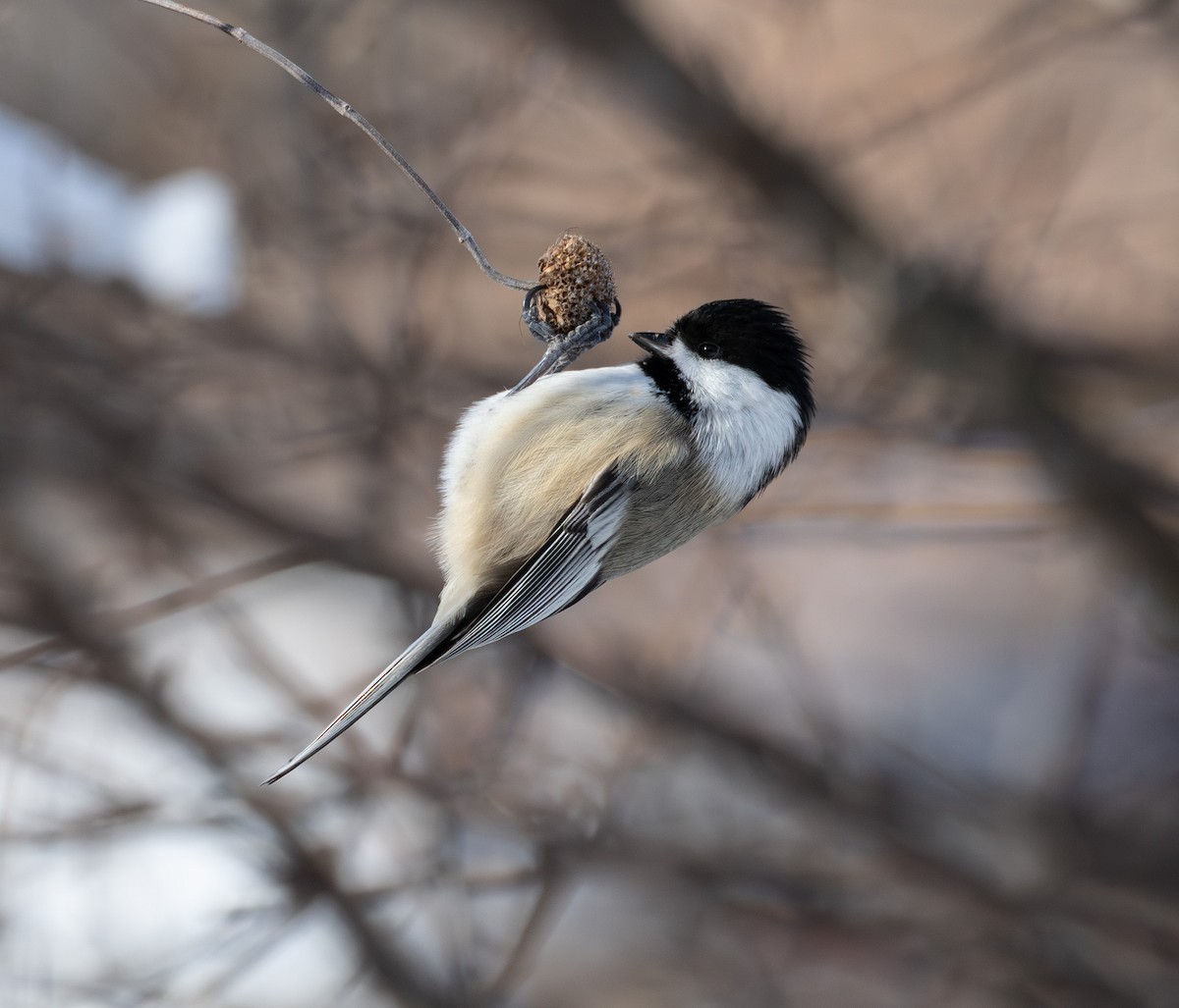 Black-capped Chickadee - ML646654582