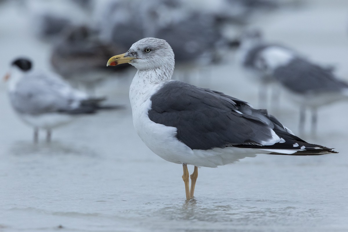 Heringsmöwe - ML646654583