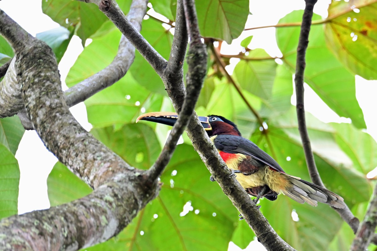 Braunohrarassari - ML646654584