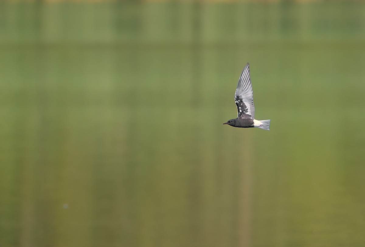 White-winged Tern - ML646654585