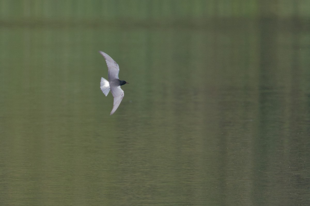 White-winged Tern - ML646654586