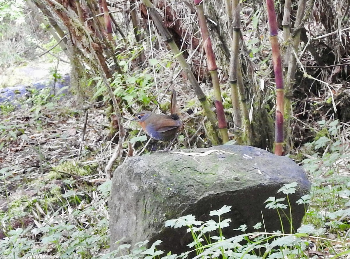 Chucao Tapaculo - ML646654587