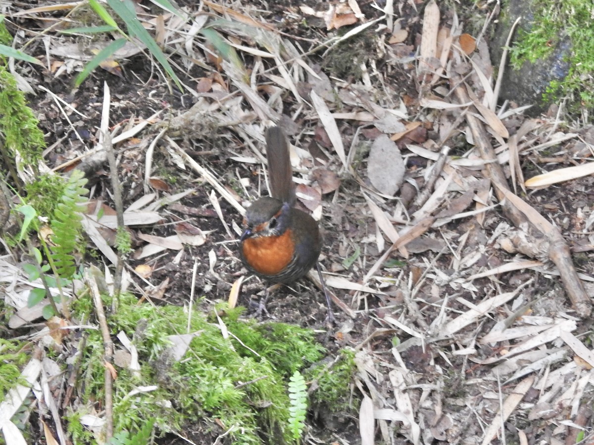 Chucao Tapaculo - ML646654589