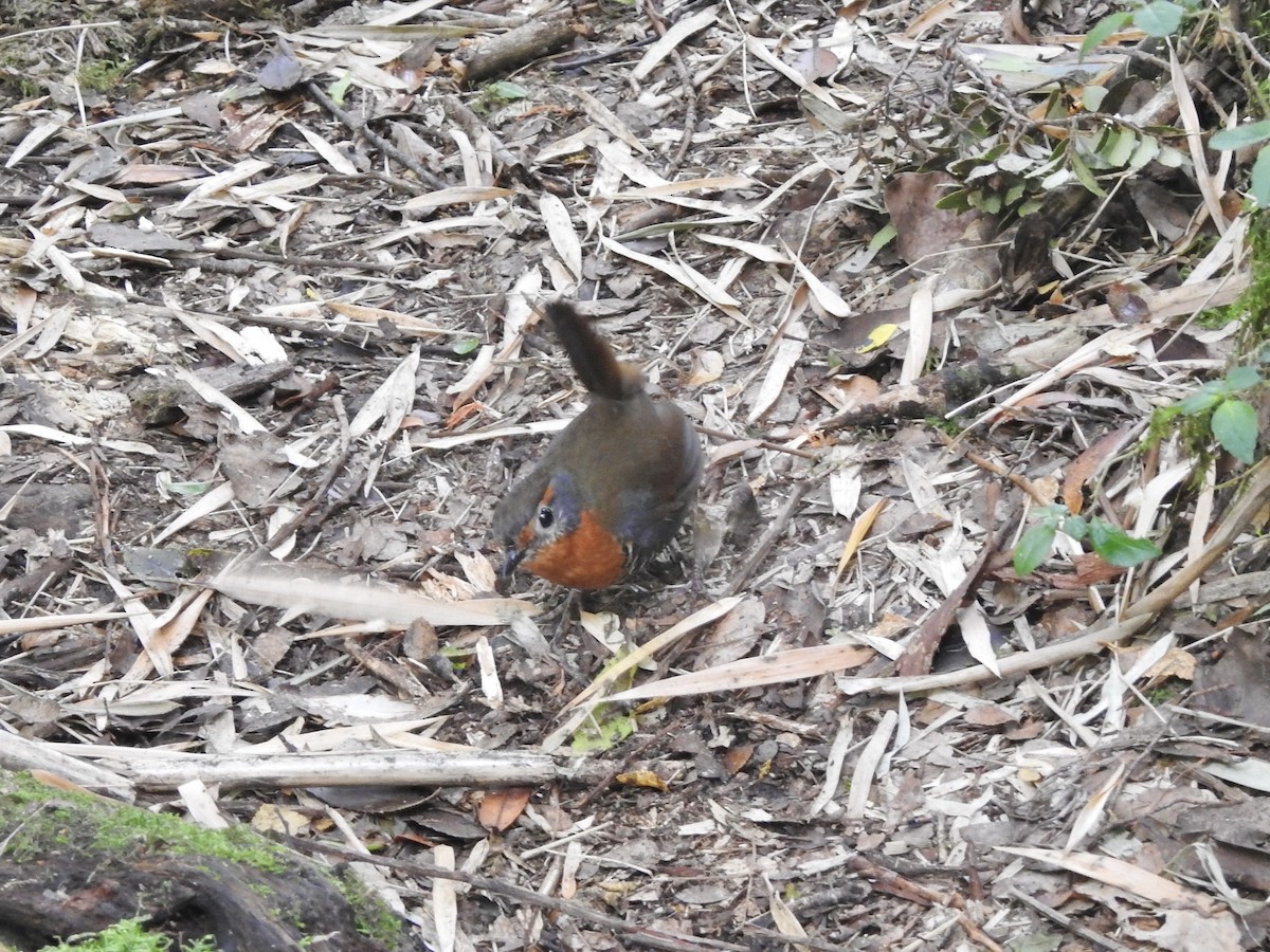 Chucao Tapaculo - ML646654590
