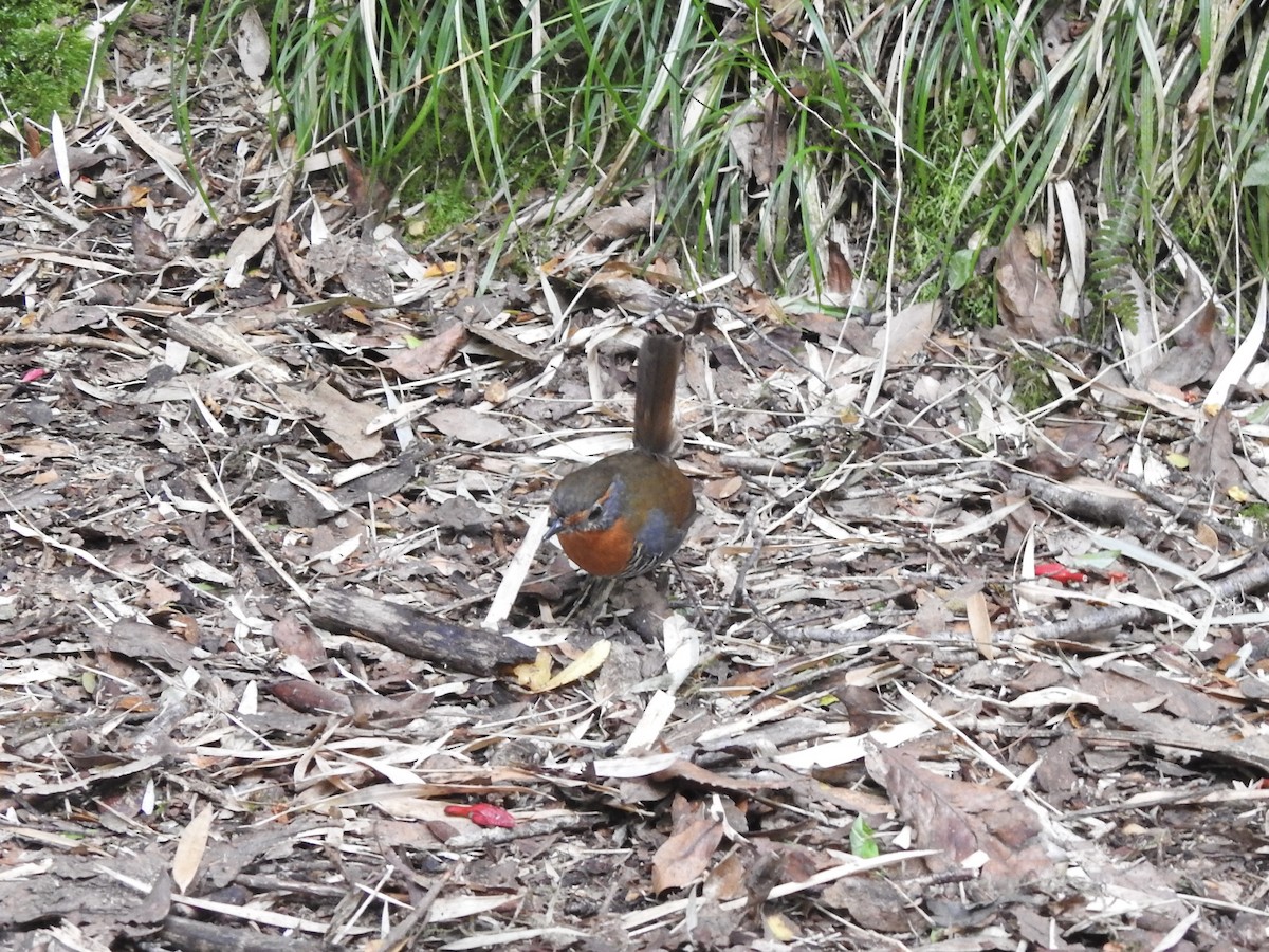 Chucao Tapaculo - ML646654592