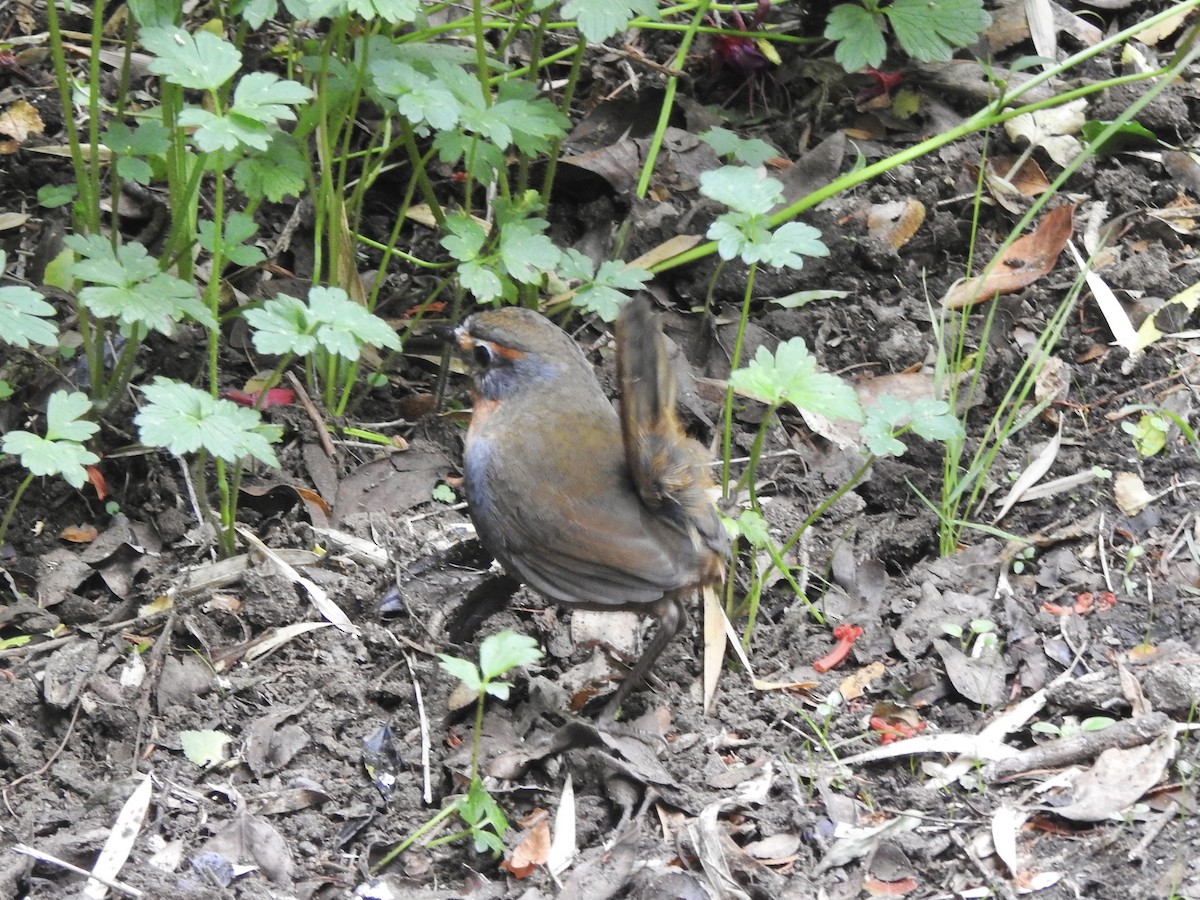 Chucao Tapaculo - ML646654594