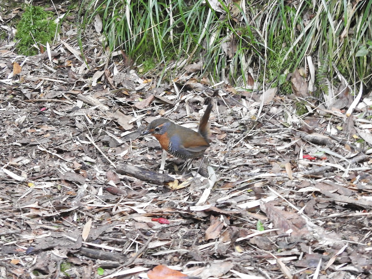 Chucao Tapaculo - ML646654595
