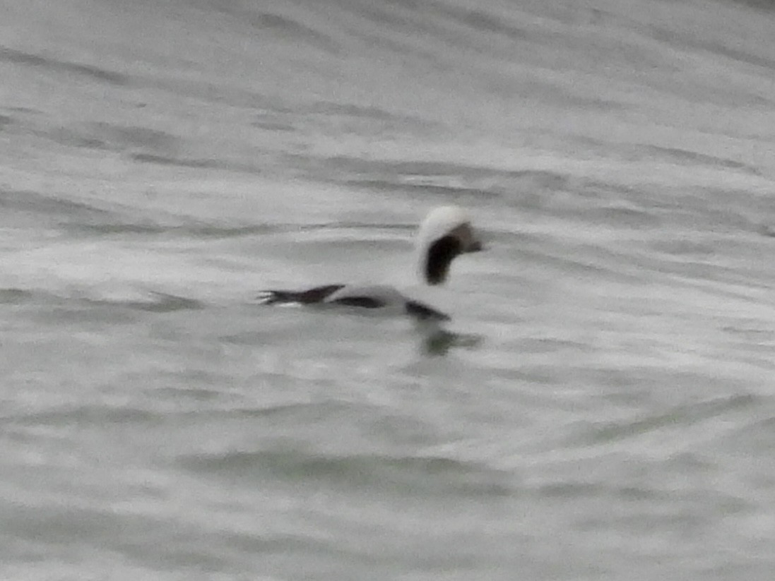 Eisente - ML646654596