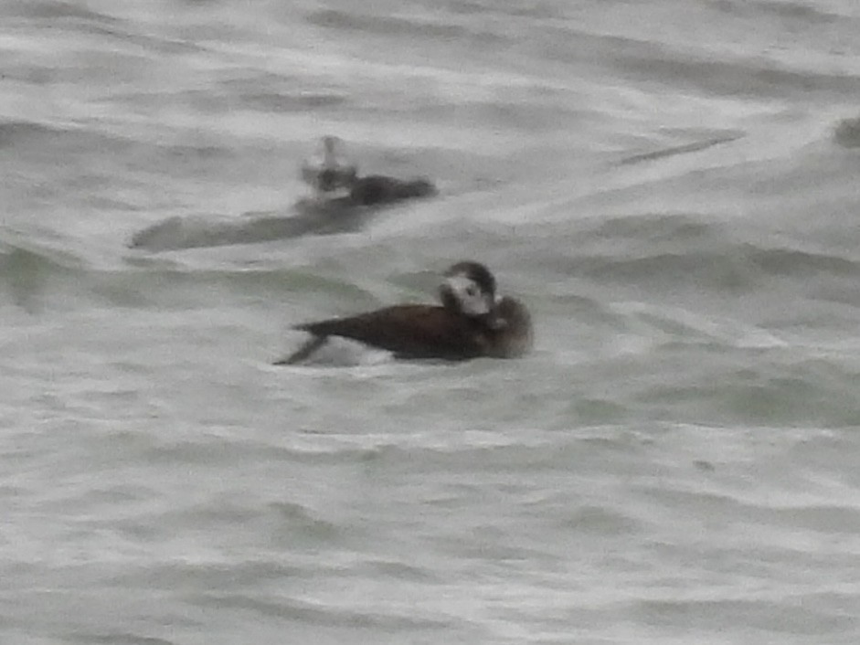 Eisente - ML646654597