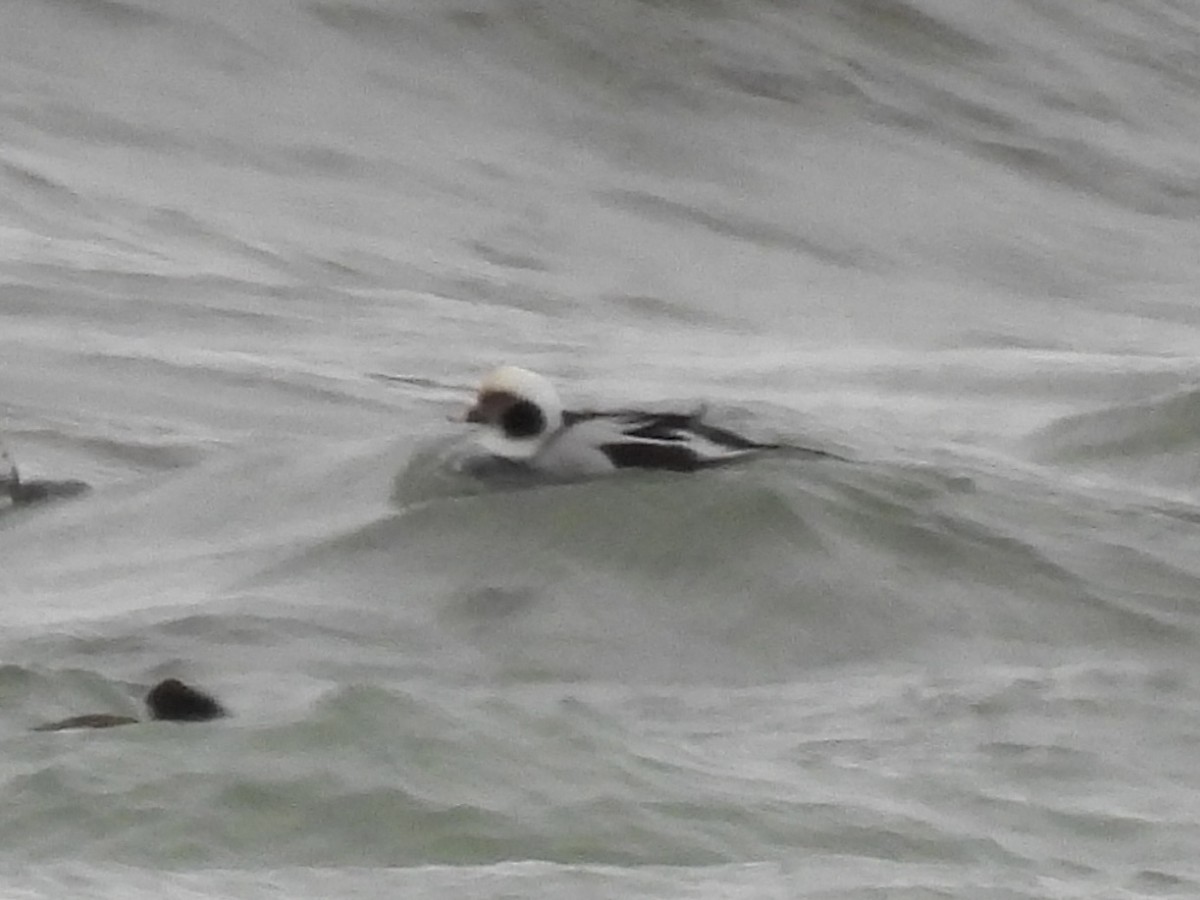 Eisente - ML646654598