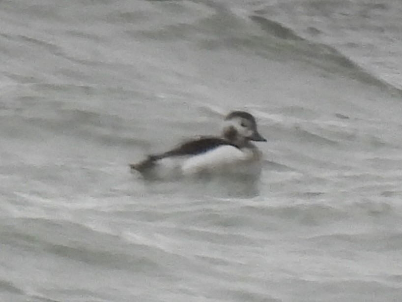 Eisente - ML646654599