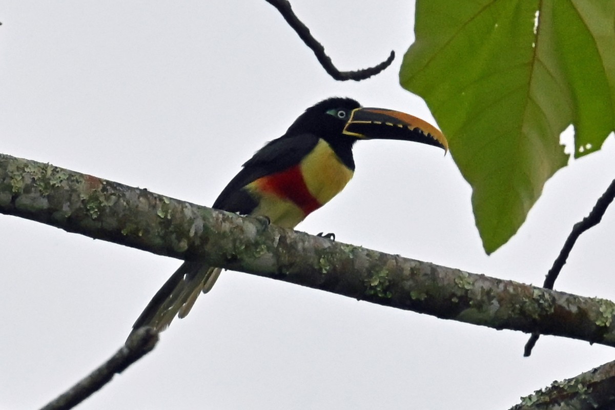 Braunohrarassari - ML646654600