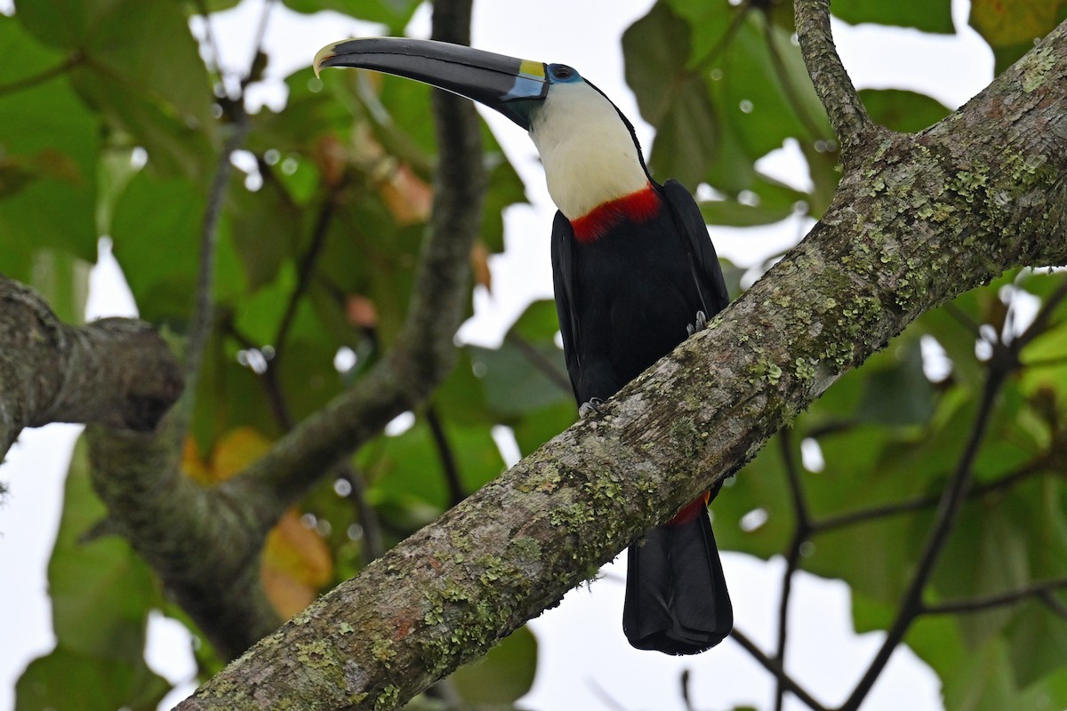 Tucán Pechiblanco - ML646654603