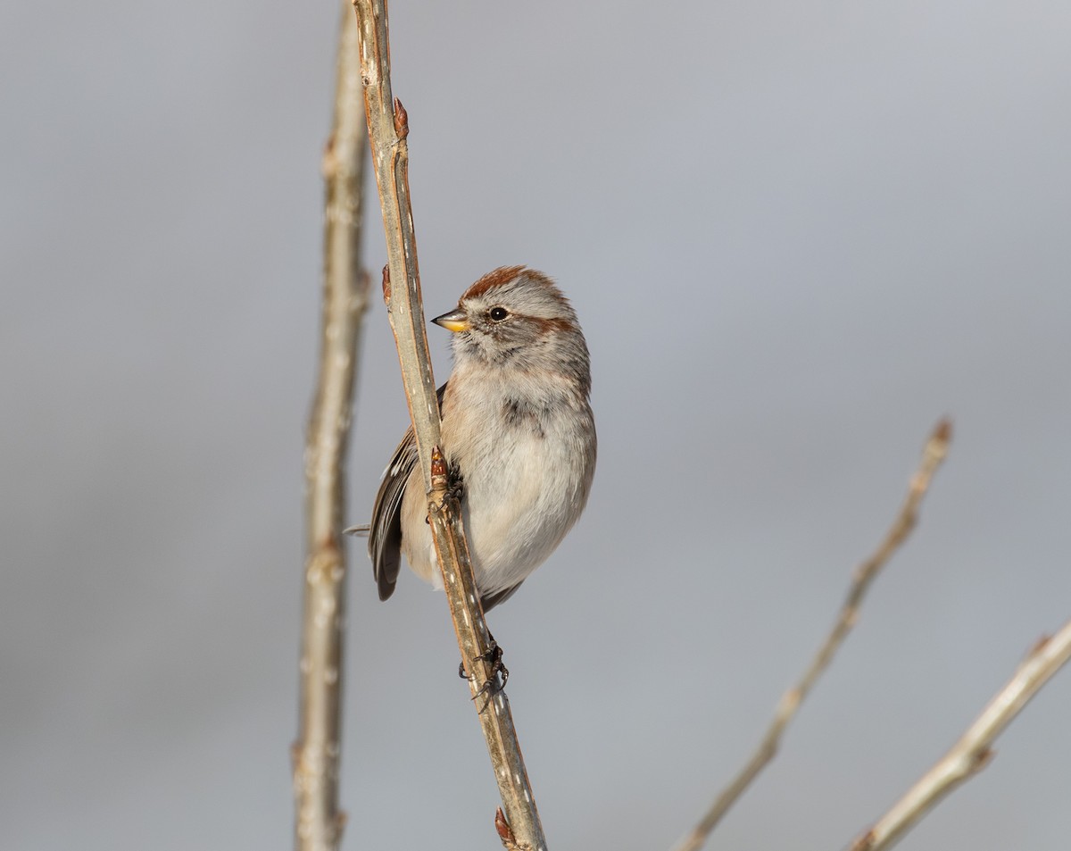 American Tree Sparrow - ML646654606