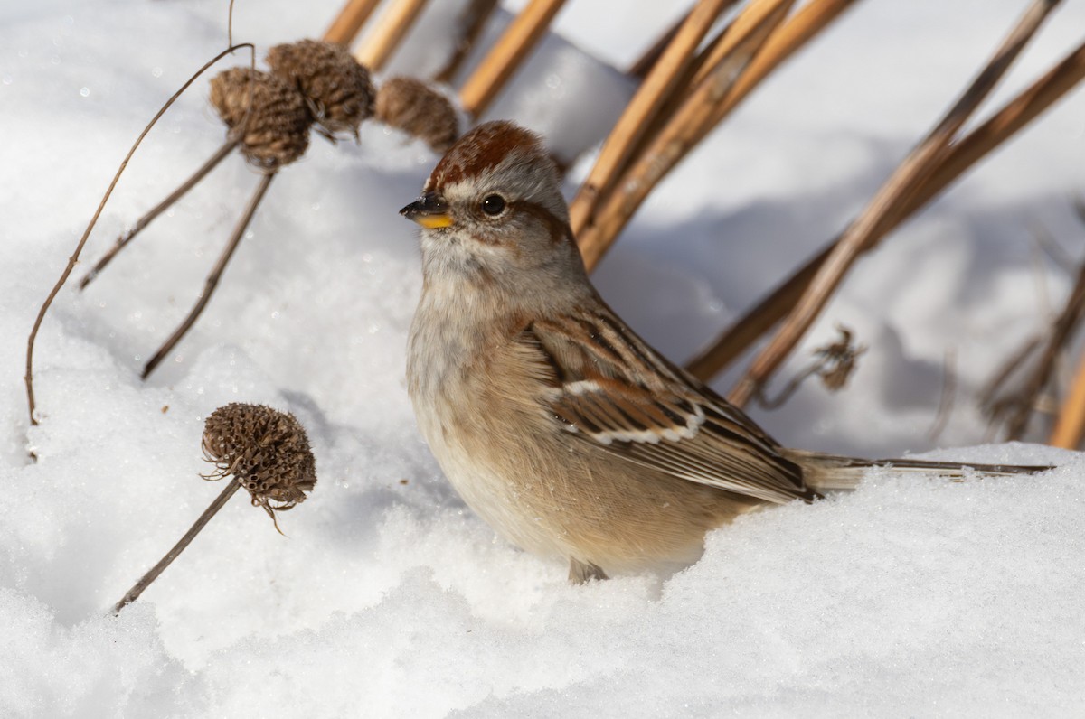 American Tree Sparrow - ML646654607