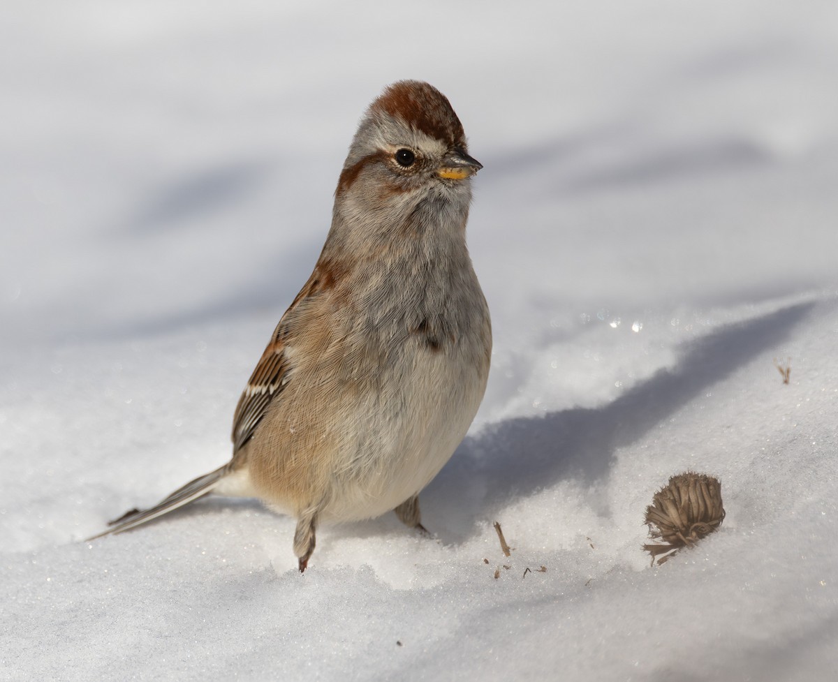 American Tree Sparrow - ML646654608