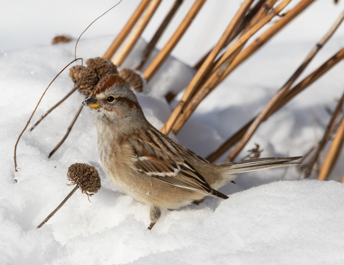 American Tree Sparrow - ML646654609