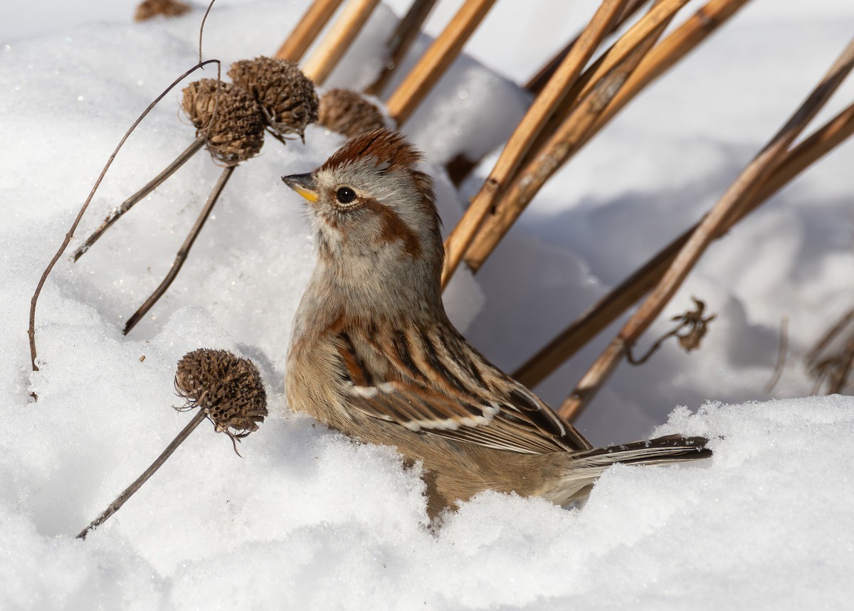 American Tree Sparrow - ML646654610