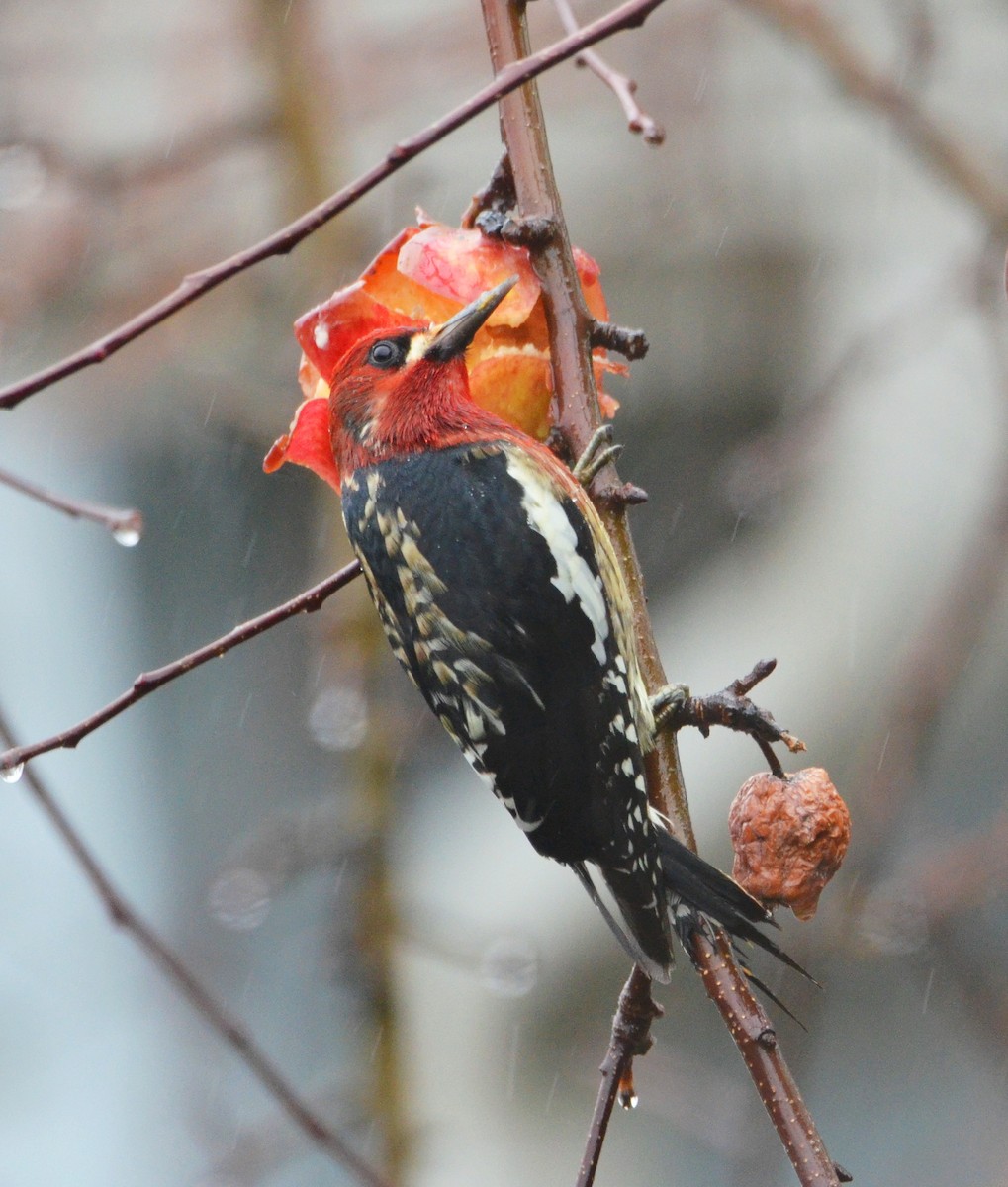 datel červenoprsý - ML646654612