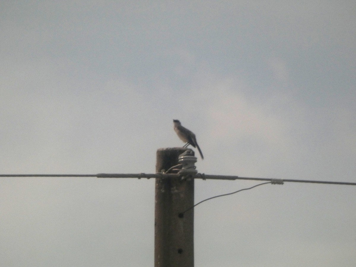 フナシマネシツグミ - ML646654615