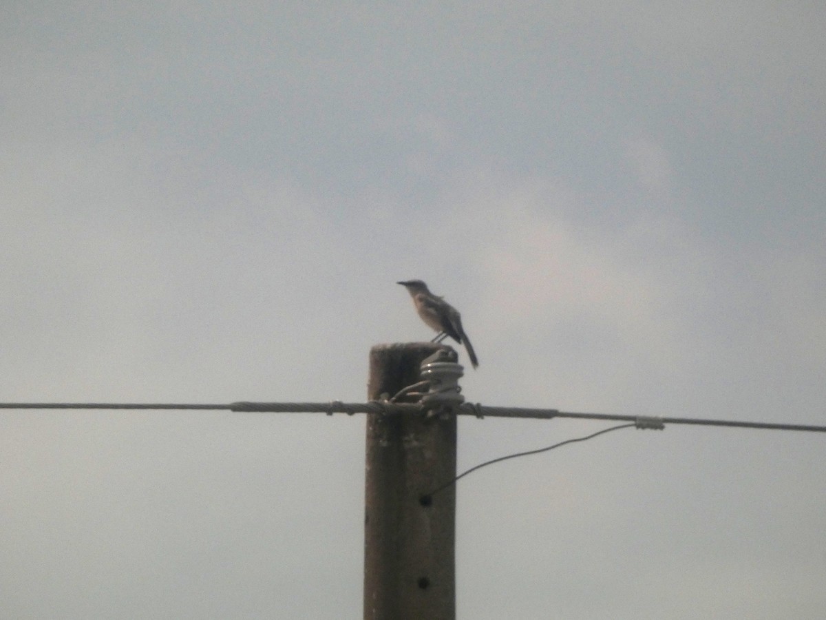 フナシマネシツグミ - ML646654616