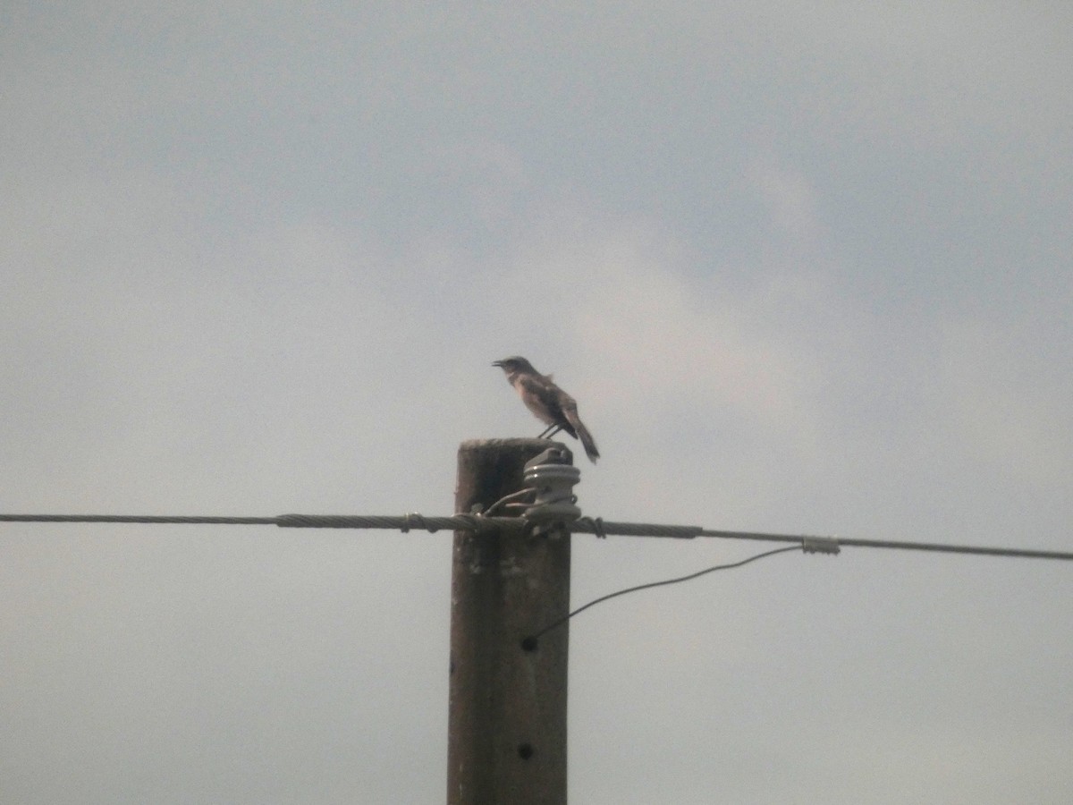 フナシマネシツグミ - ML646654617