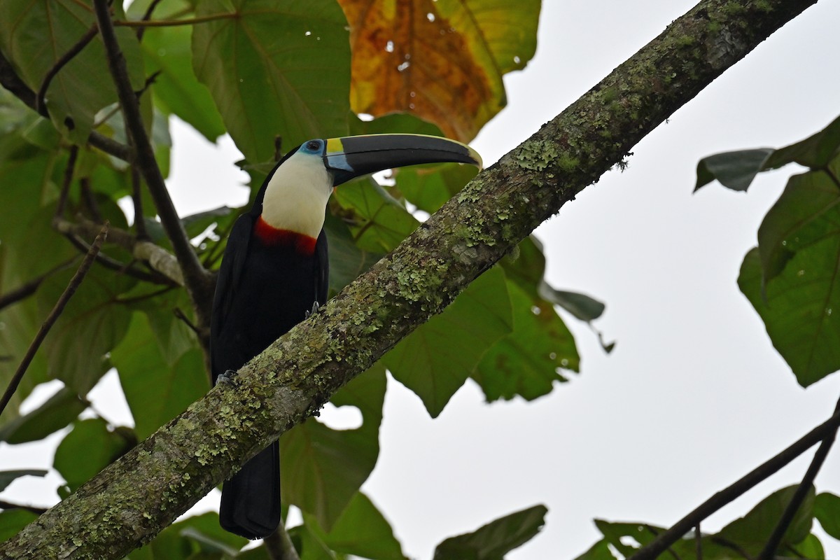 Tucán Pechiblanco - ML646654618