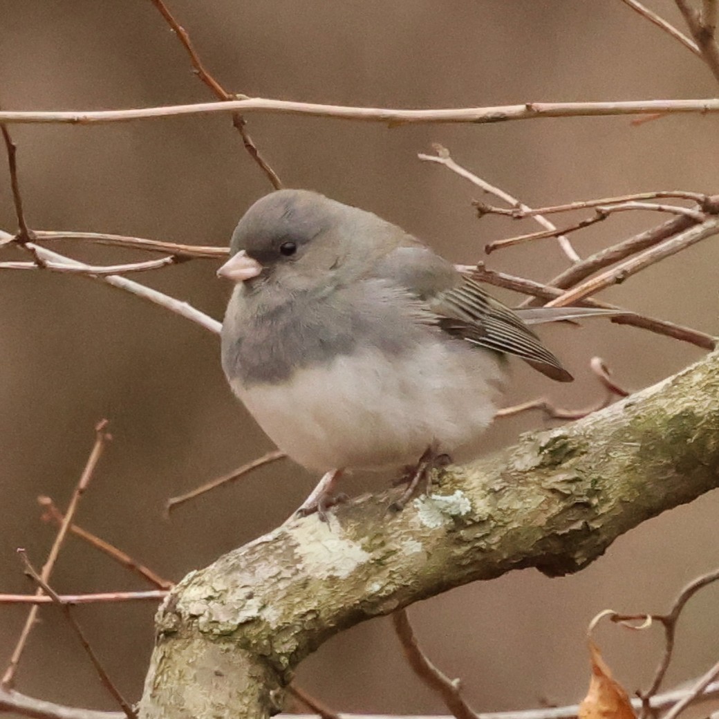 vinterjunko - ML646654619