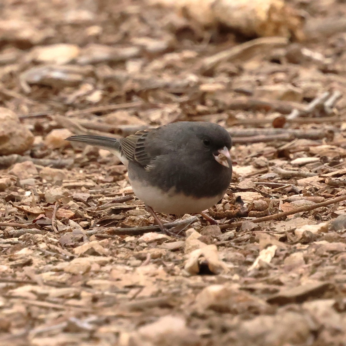 vinterjunko - ML646654620